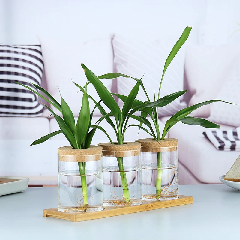 Garrafa de Vidro Decorativa para Plantas Hidropônicas – Decoração com Plantas Verdes Internas - Image 5