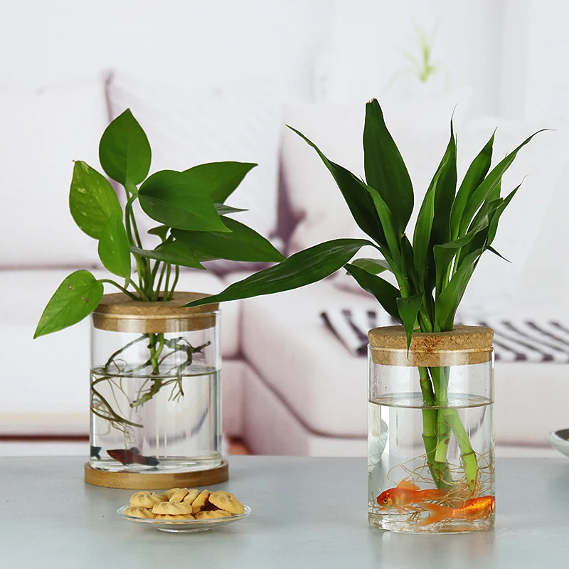 Garrafa de Vidro Decorativa para Plantas Hidropônicas – Decoração com Plantas Verdes Internas - Image 3