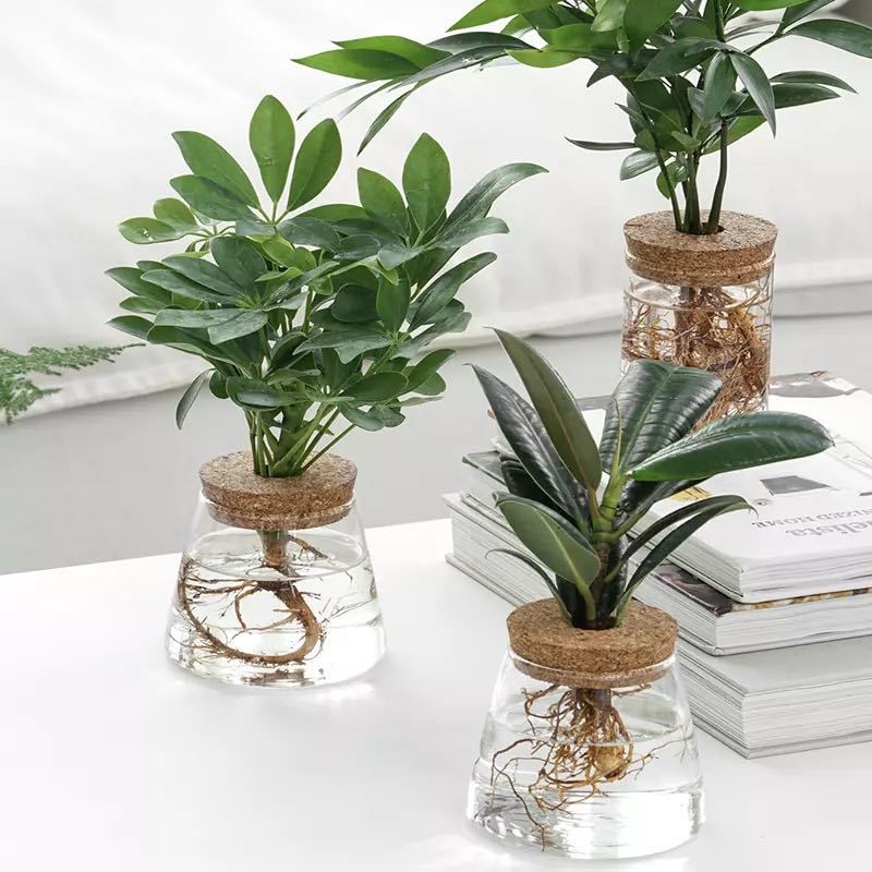 Garrafa de Vidro Decorativa para Plantas Hidropônicas – Decoração com Plantas Verdes Internas - Image 2